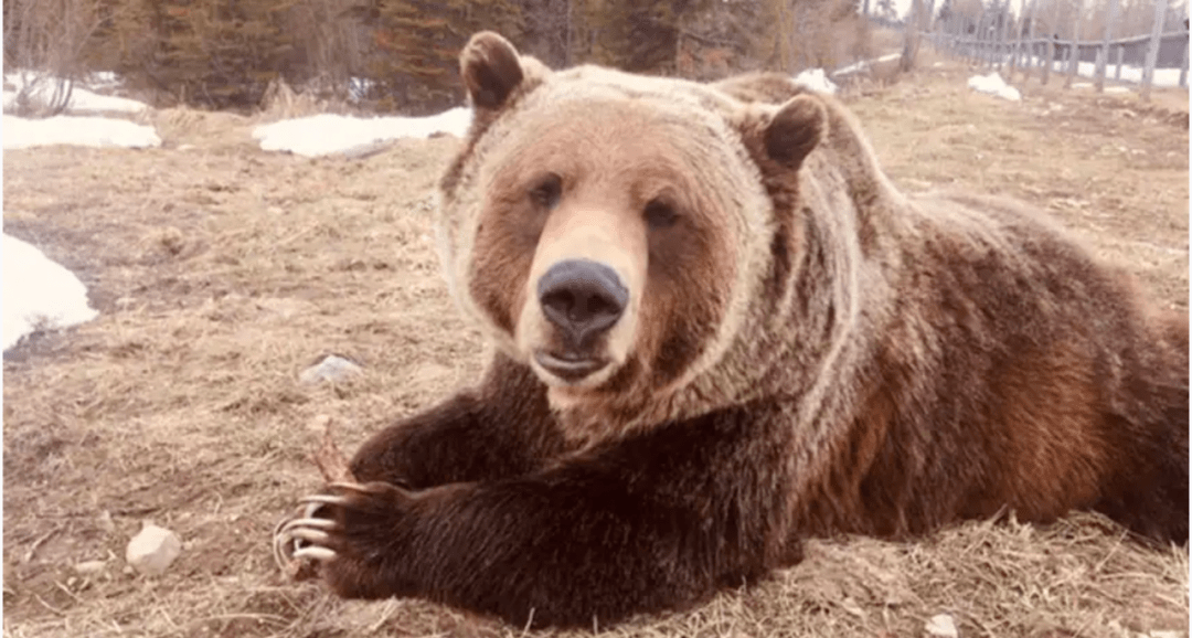 萌哭了结束4个月冬眠加拿大灰熊从积雪中钻出来恰好被拍下