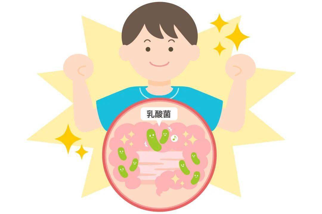 乳酸菌小课堂植物性乳酸菌动物性乳酸菌你真的了解吗