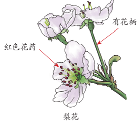 海棠和樱花的区别图解图片