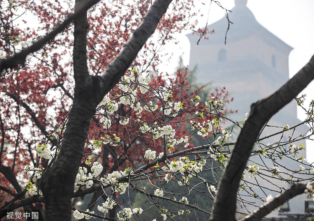 西安|西安：大雁塔景区周边的花正次第开放