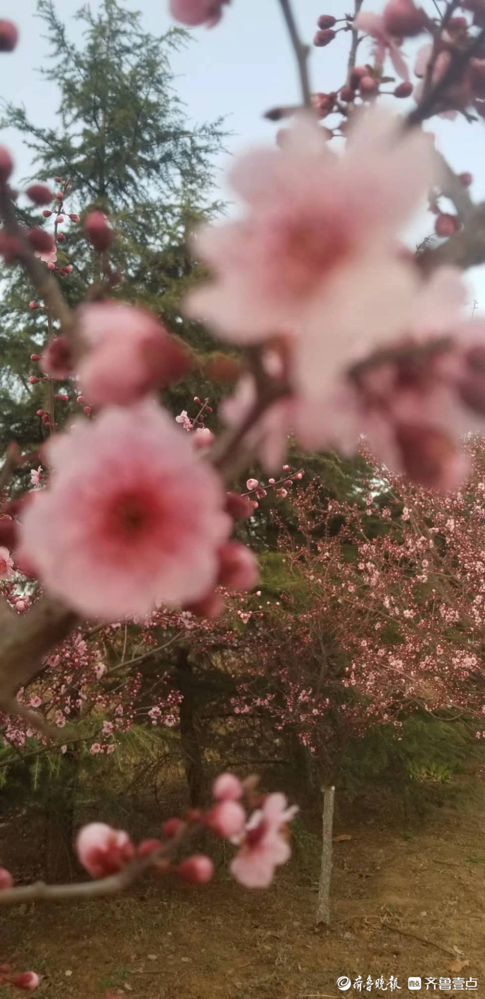 三月桃红笑春风_居士_绣源_桃红