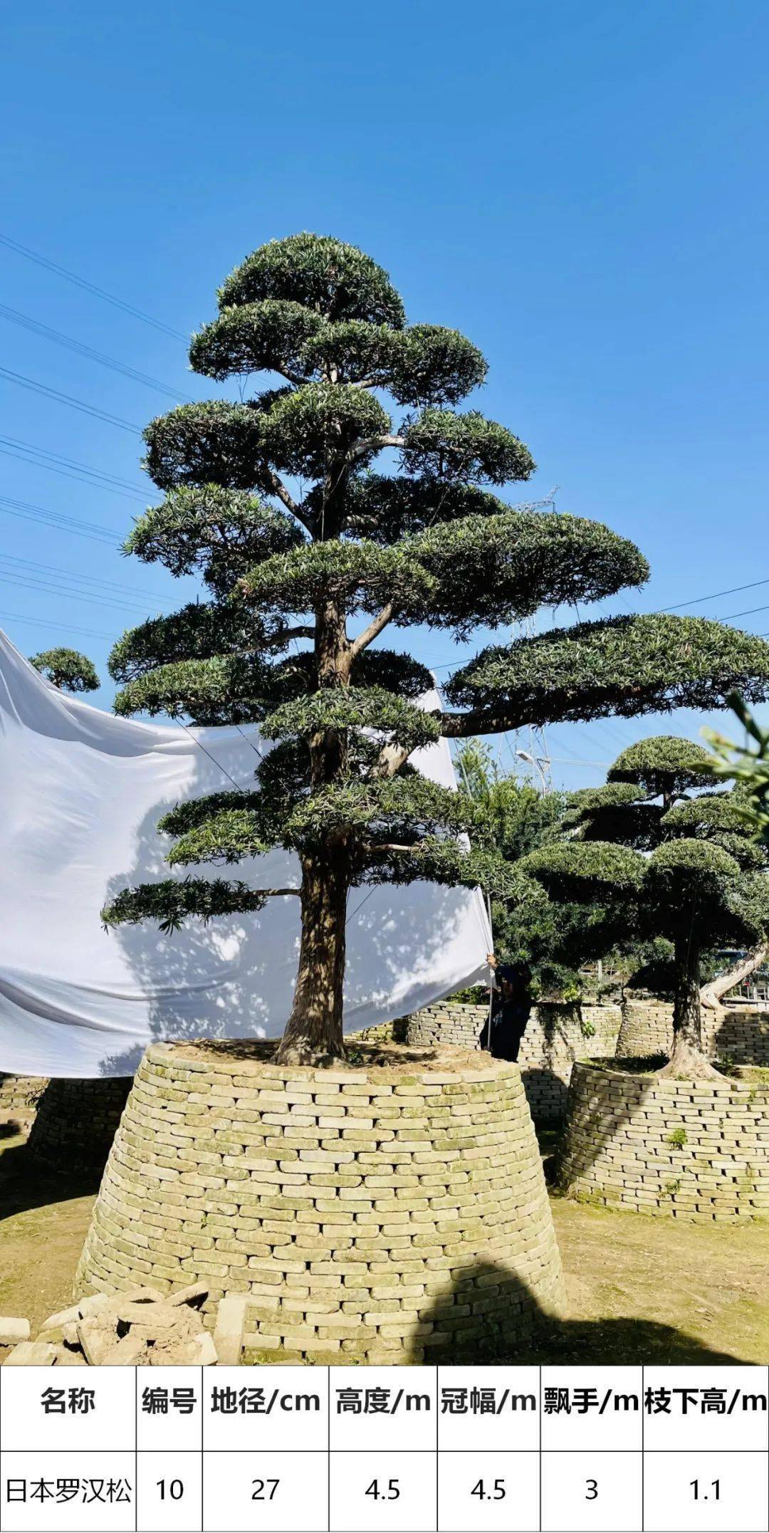 马后花园精品日本进口罗汉松独特造型