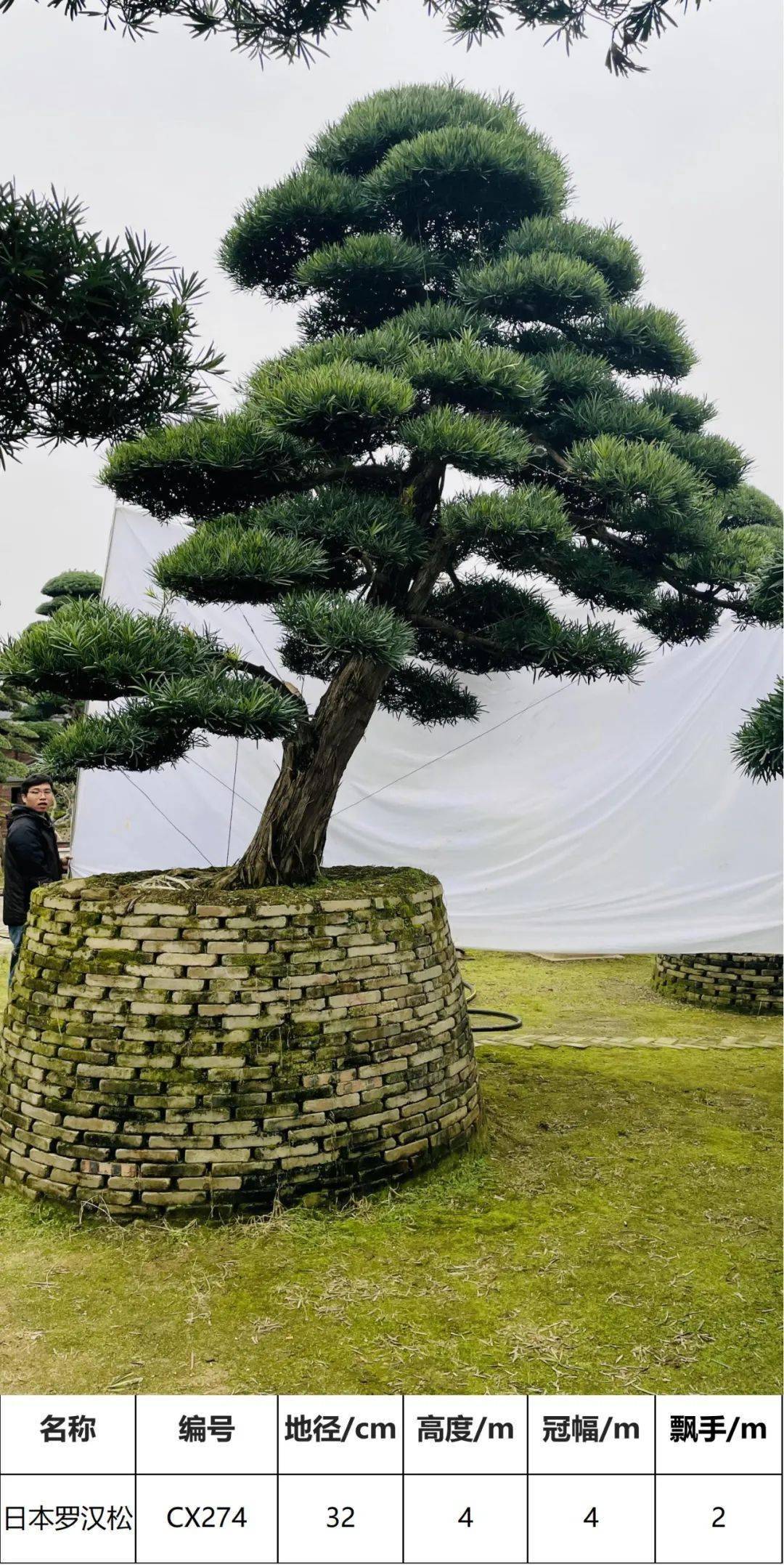 马后花园精品日本进口罗汉松独特造型