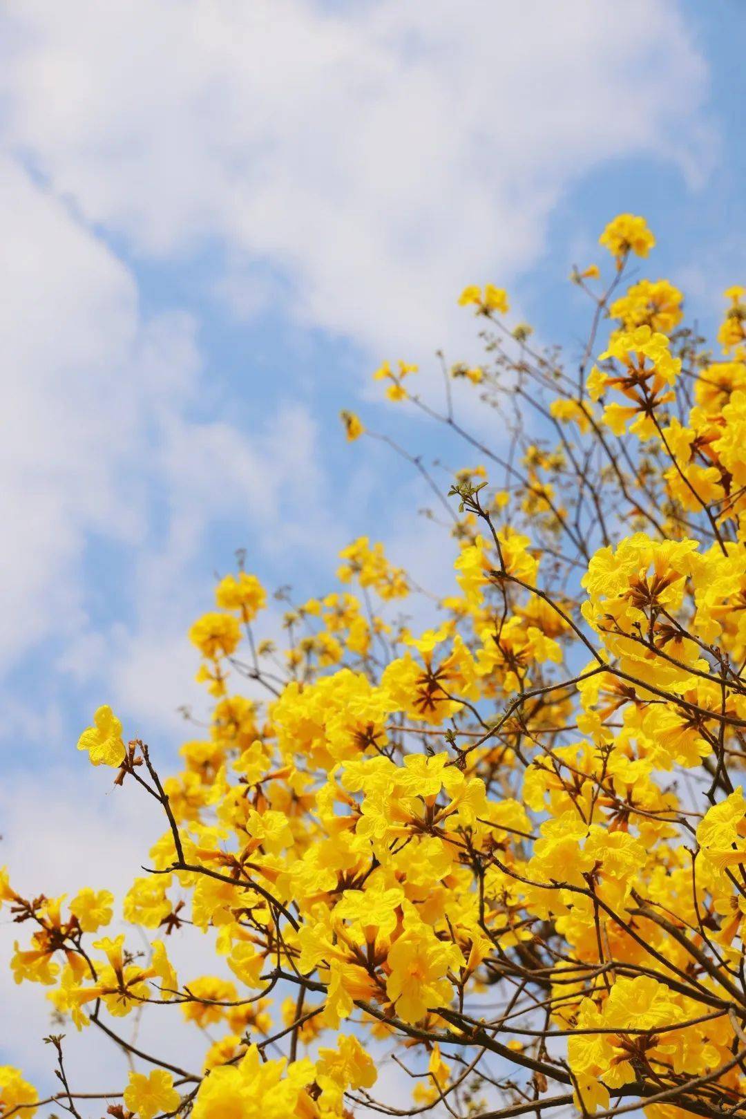 海洋中你是否在这片置身画中融为一体暖阳 蓝天 绿树 黄花-01-花语