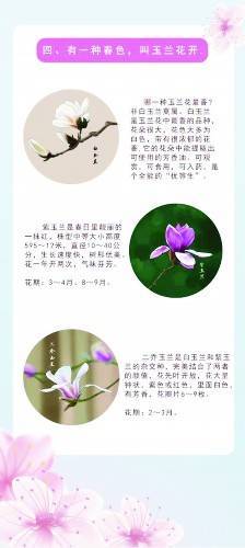 菜花|这本手册教你识别12种春花