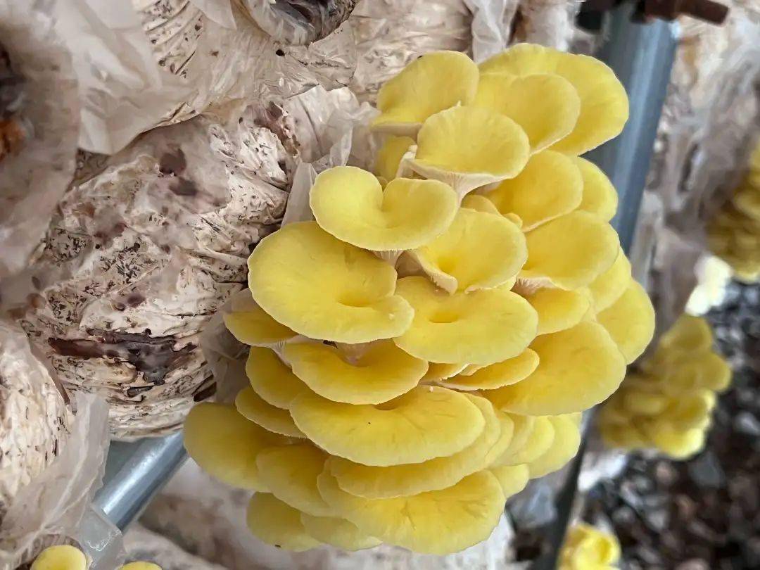 种植鸡油菌拓宽增收路