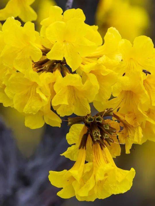 海洋中你是否在这片置身画中融为一体暖阳 蓝天 绿树 黄花-01-花语