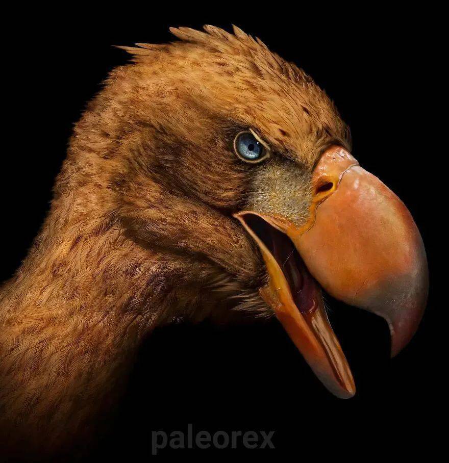 腕龙熊齿兽迅猛龙异特龙翼手龙鹦鹉嘴龙游走鲸霸王龙继续看杂图:不