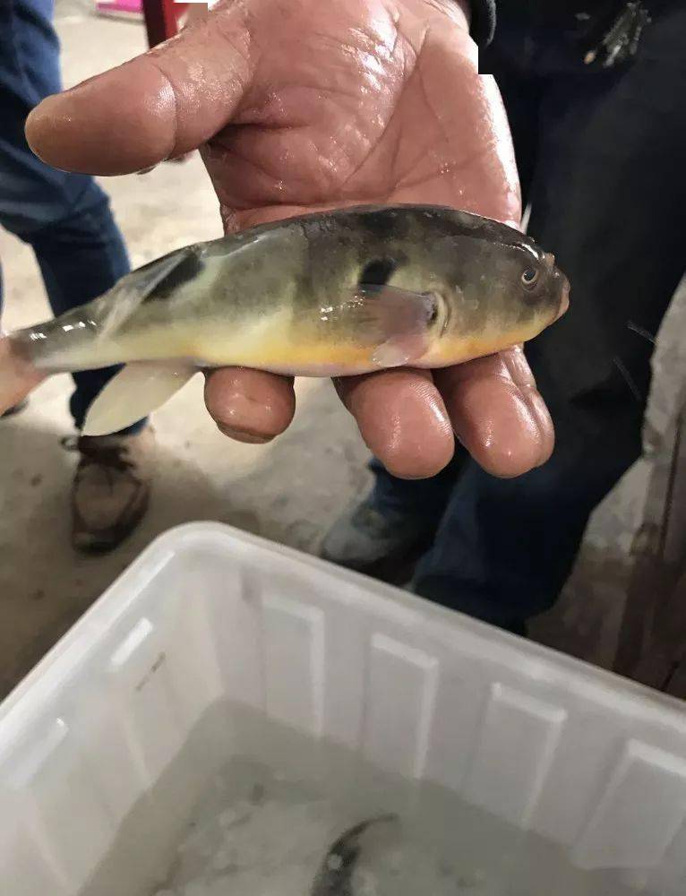 上叫"气泡鱼"和"吹肚鱼",此外还有"乌郎","探鱼","鯸鮧鱼"等别称