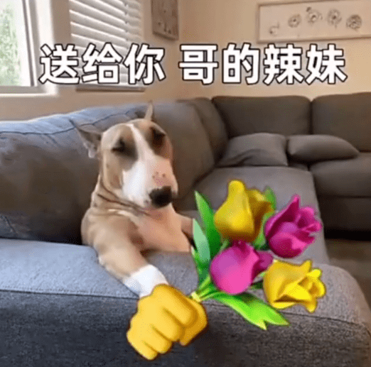 每日沙雕表情包