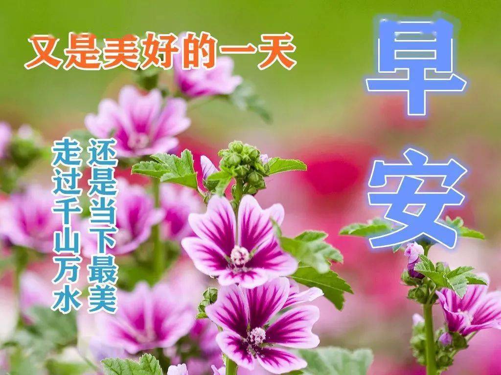 周末清晨唯美祝福语短信集锦,周末微信清晨唯美的早上好图片带字_时光