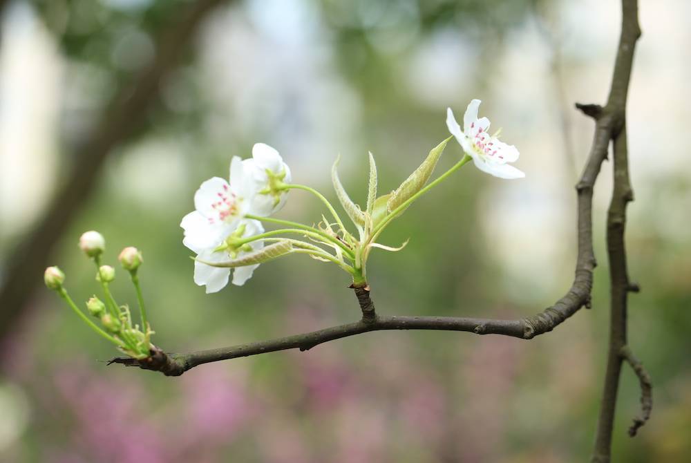 梨树|自然散步 | 梨花这么美，为什么很少出现在城市里？