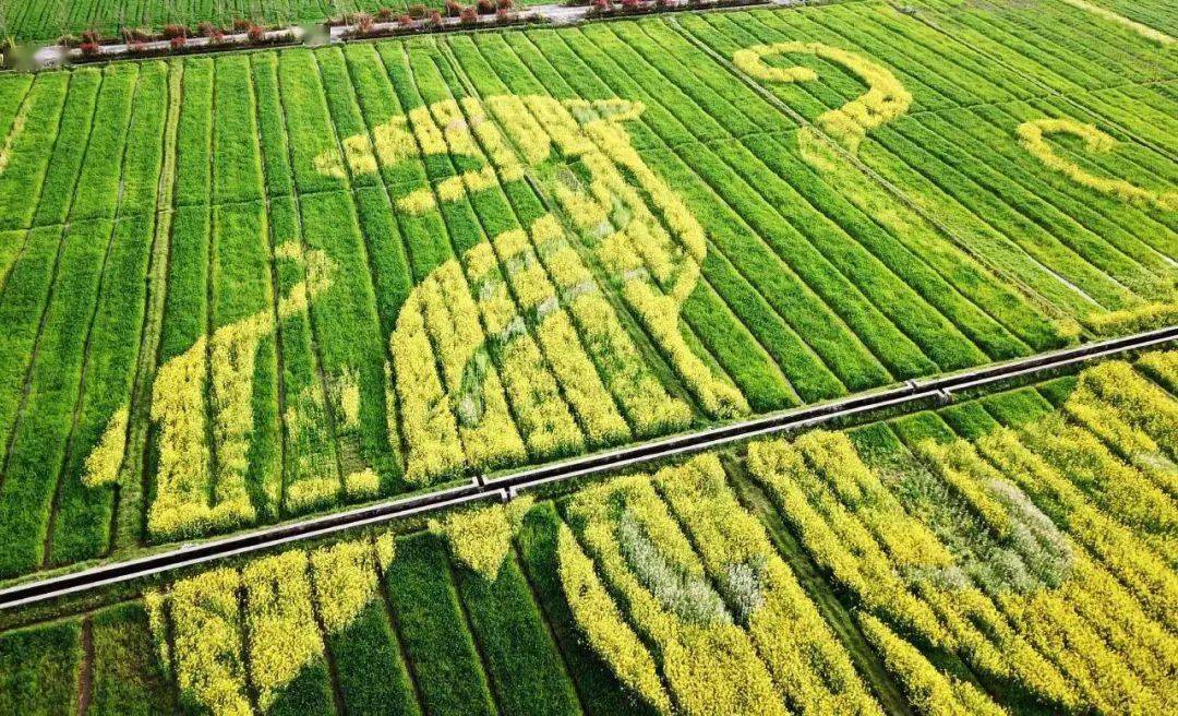 园林造园艺术之双浦农业苗圃展示园·五彩油菜花巨画_公司_企业_大地