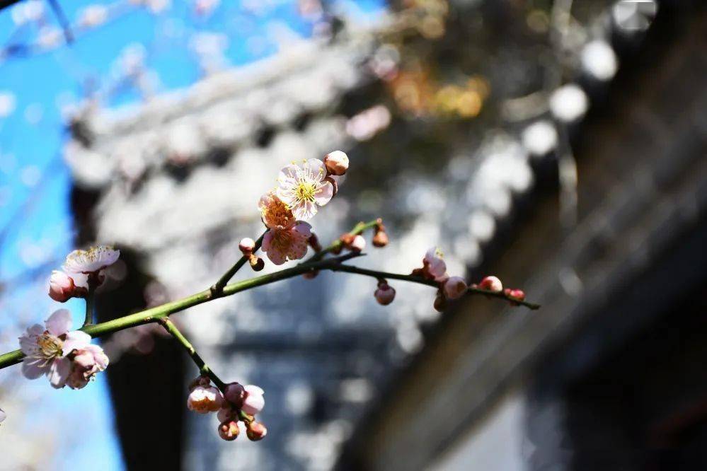 花呢|此刻，邂逅蓬莱阁的“梅”好时光！