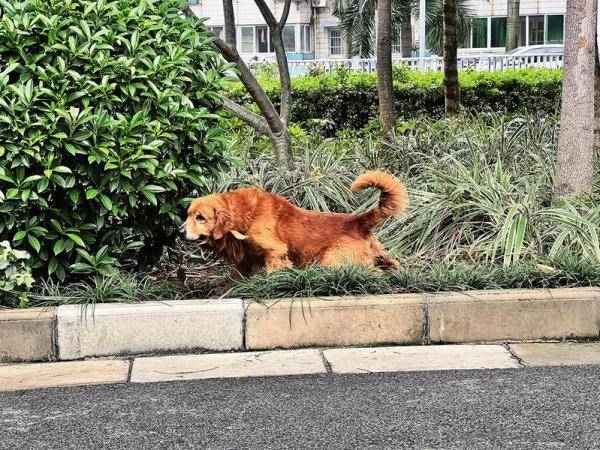 但遛狗不牽繩,狗叫擾民,狗狗隨地大小便等也影響了市民的生活環境