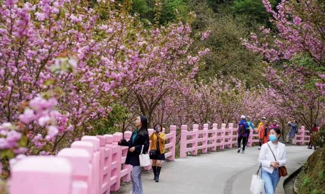 十年磨一景彭州樱花谷7万株樱花盛开醉游人
