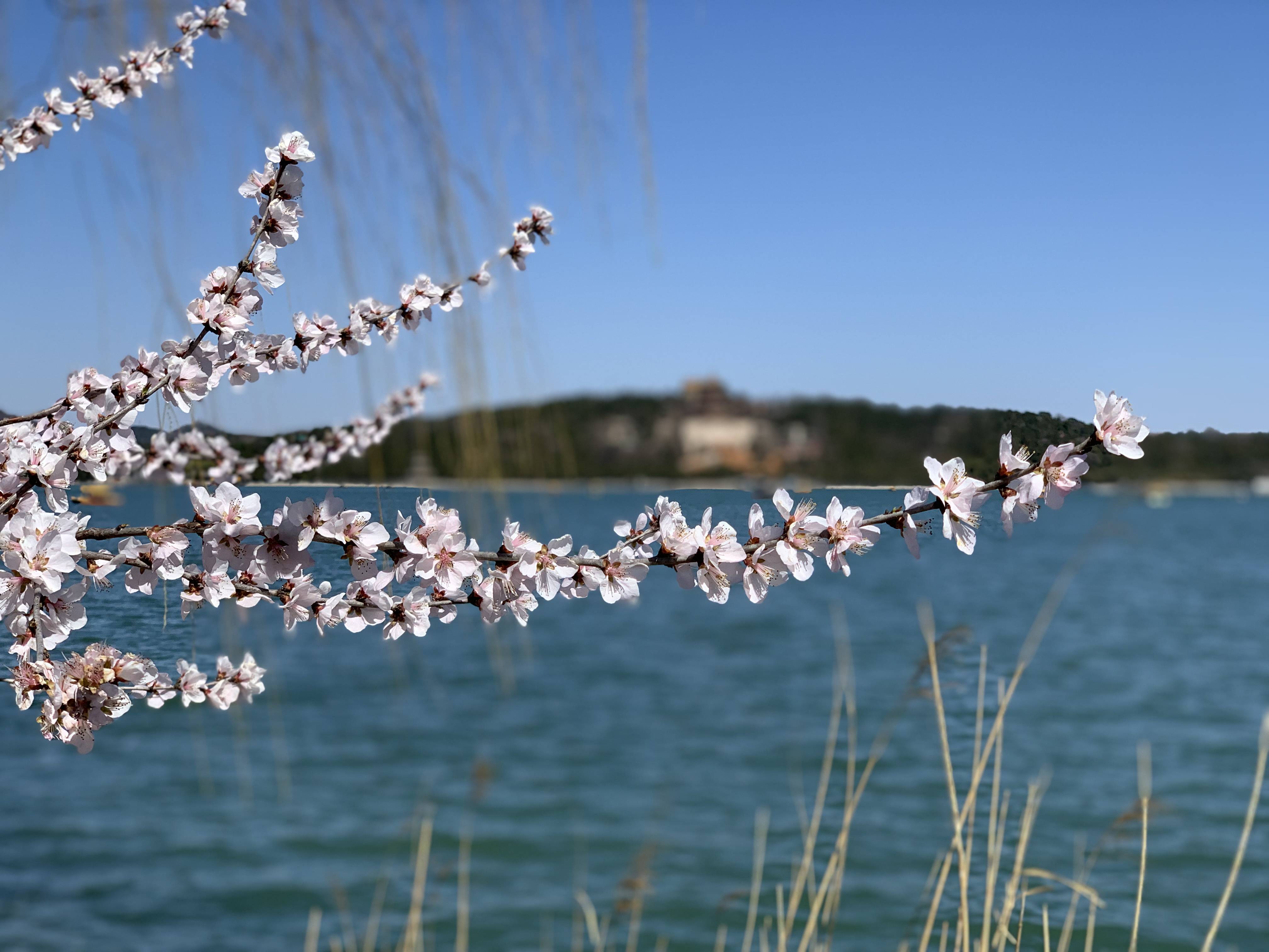 宫门|仿佛误入“桃花源”！颐和园西堤山桃花盛开，美不胜收