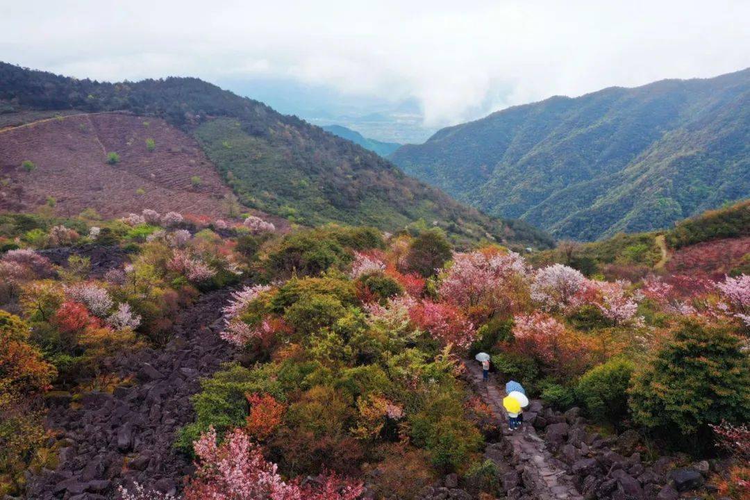【印●象】江南最神奇的野樱花——天台苍山顶"石浪樱花"开了!