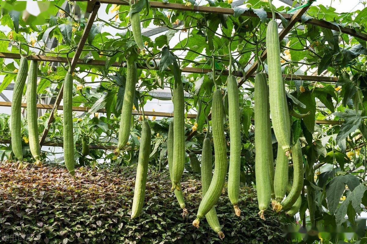 只要按照上面的方法进行管理,保证让你种植出高产高质量的丝瓜和苦瓜