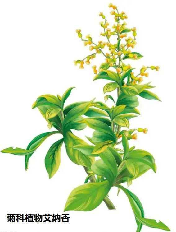 冰片2由菊科植物艾纳香的新鲜叶经提取加工制成的结晶,称"艾片(左旋