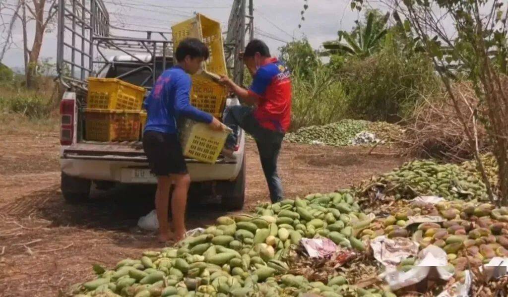 泰国芒果滞销严重上百吨被丢弃路边