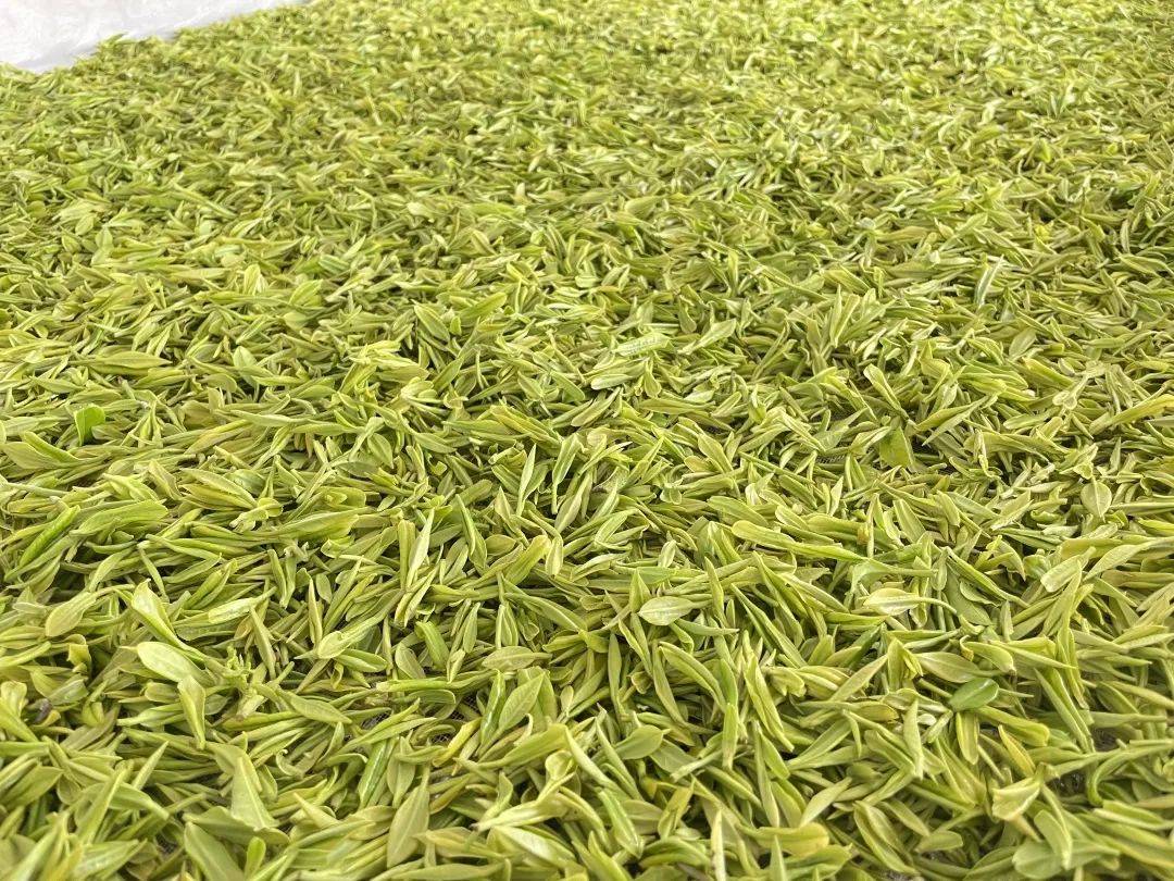 月牙湖生態茶業有限公司陳煜菲成茗茶葉1都是地道溧水農家出品茶葉