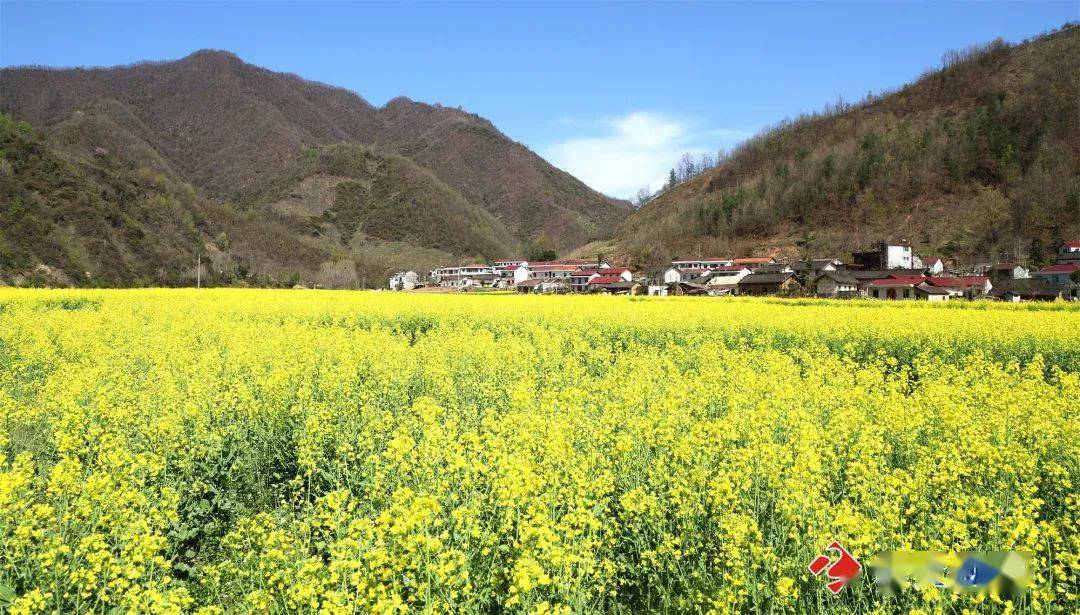 靚圖月河鎮西川油菜花開惹人醉