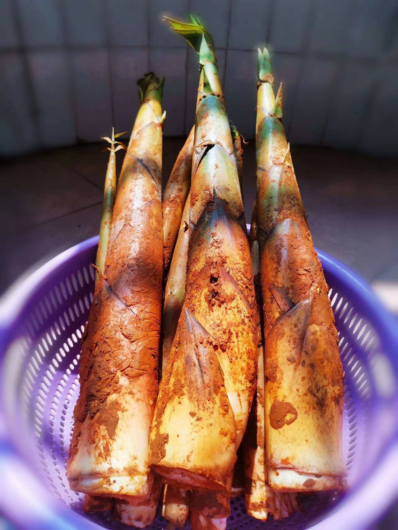 文笋_江南笋_广宁