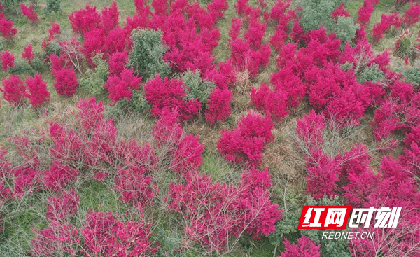 柔丝|新田：继木花开春意浓 柔丝万缕炫新红