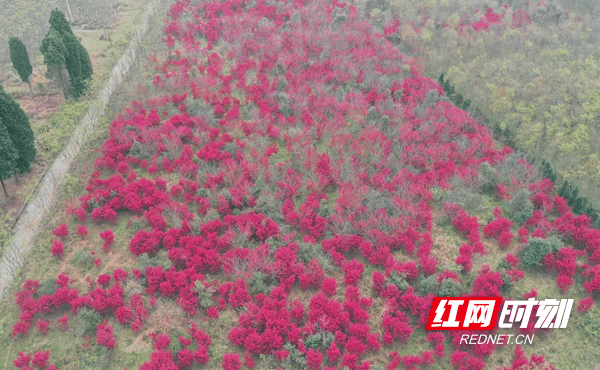 疫情|新田：继木花开春意浓 柔丝万缕炫新红