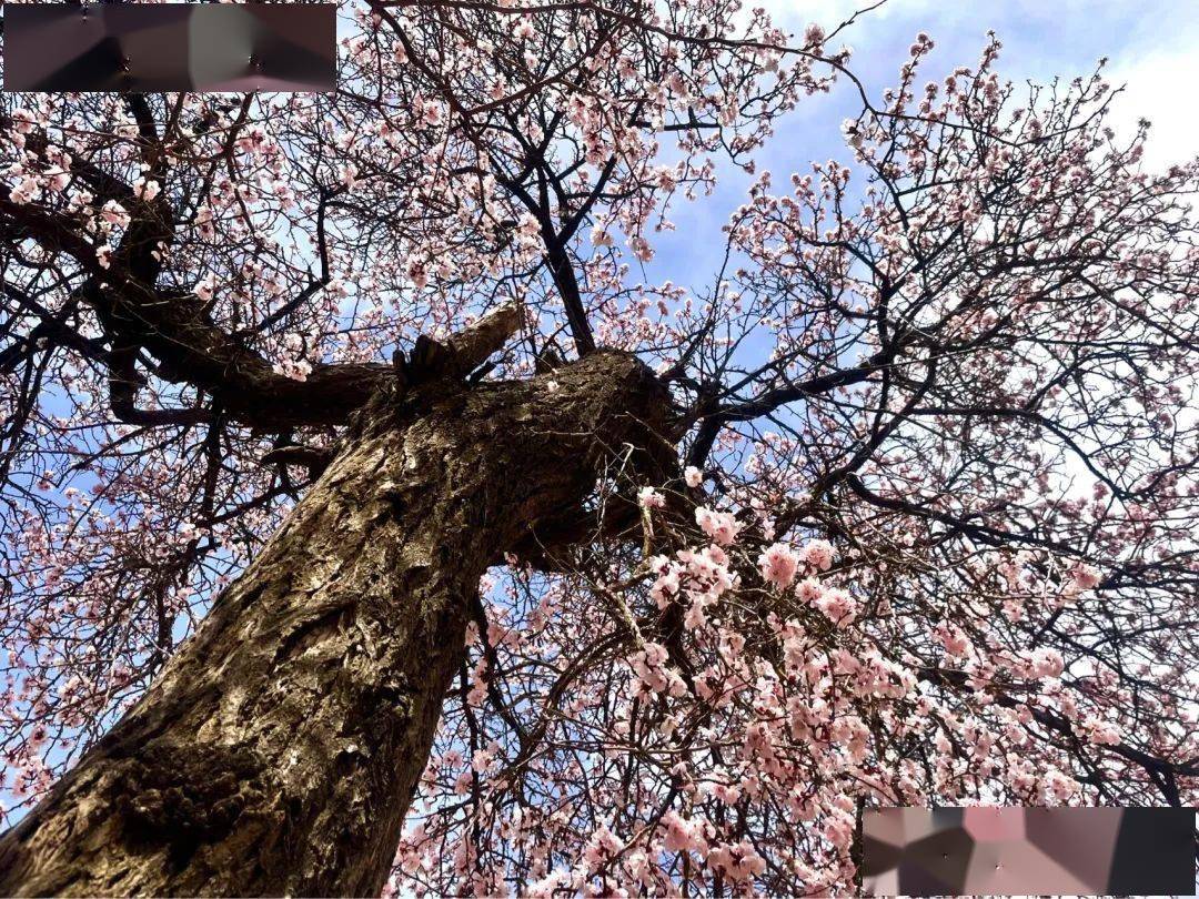 【化隆】红杏经济_杏花_产业_乡村