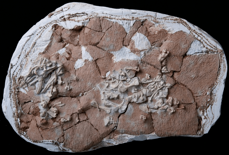 巨蜥类蜥蜴和巨蜥起源新证据_始祖_化石_壁虎