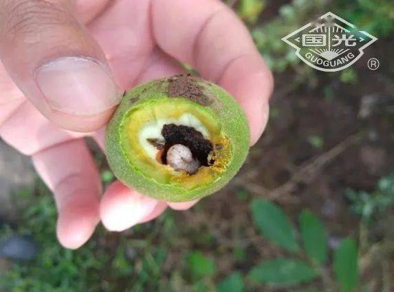 果象甲▲举肢蛾▲炭疽病▲细菌性黑斑病针对以上落果原因,减少核桃