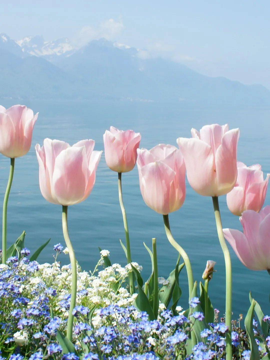 郁金香，原来你是这样的春日顶流_搜狐网