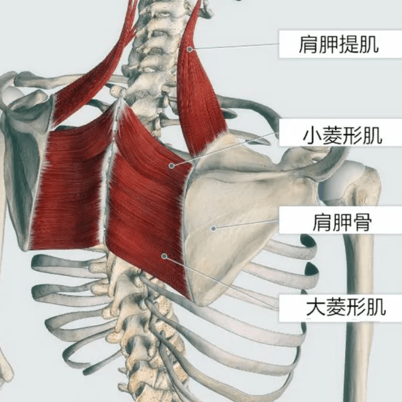 背夹骨位置示意图图片