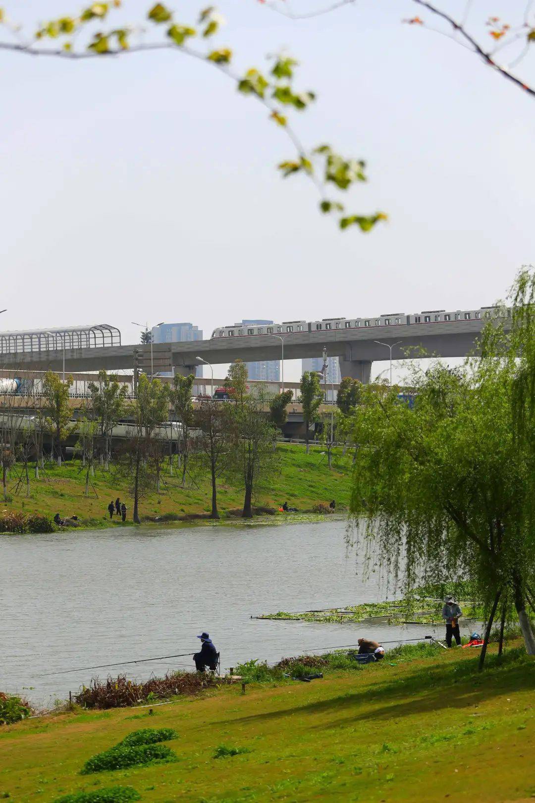 春落白沙洲 美景赏不够 青菱河 公园 之城