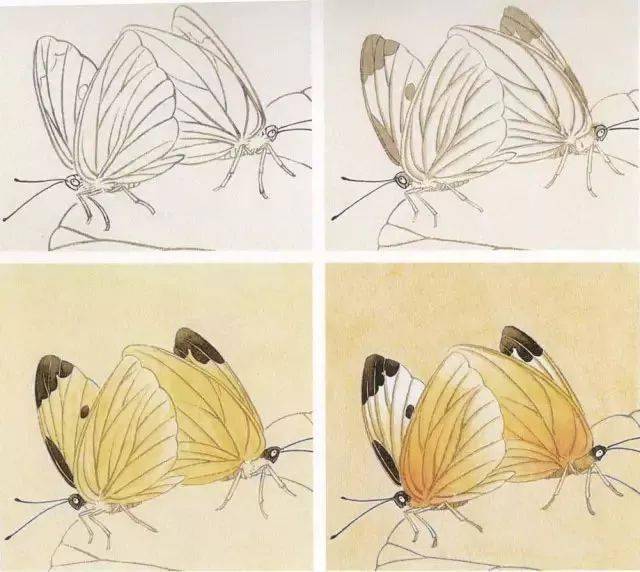 14种工笔蝴蝶的设色步骤图解说明_芥子园_画谱_mm