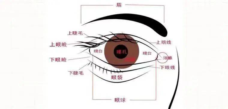 正常情况下,我们在入睡后,上下眼睑是闭合在一起的,睑裂处于消失的