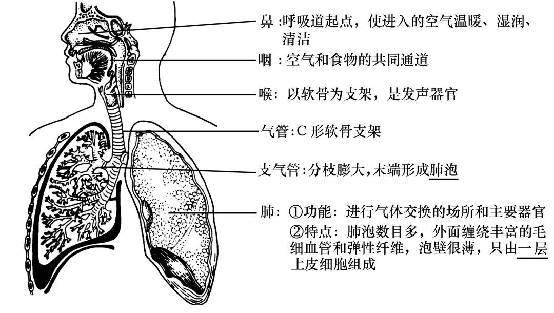 呼吸系統的組成及功能11消化系統的組成及功能10莖的結構和功能9葉片