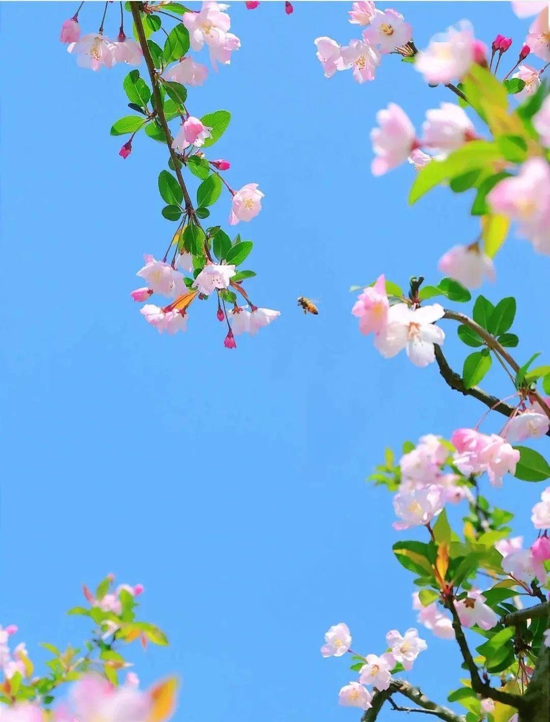 春光瀲灩,鶯歌燕舞;楊柳依依,花草爭豔;彷彿最美的風景,都在趕往四月