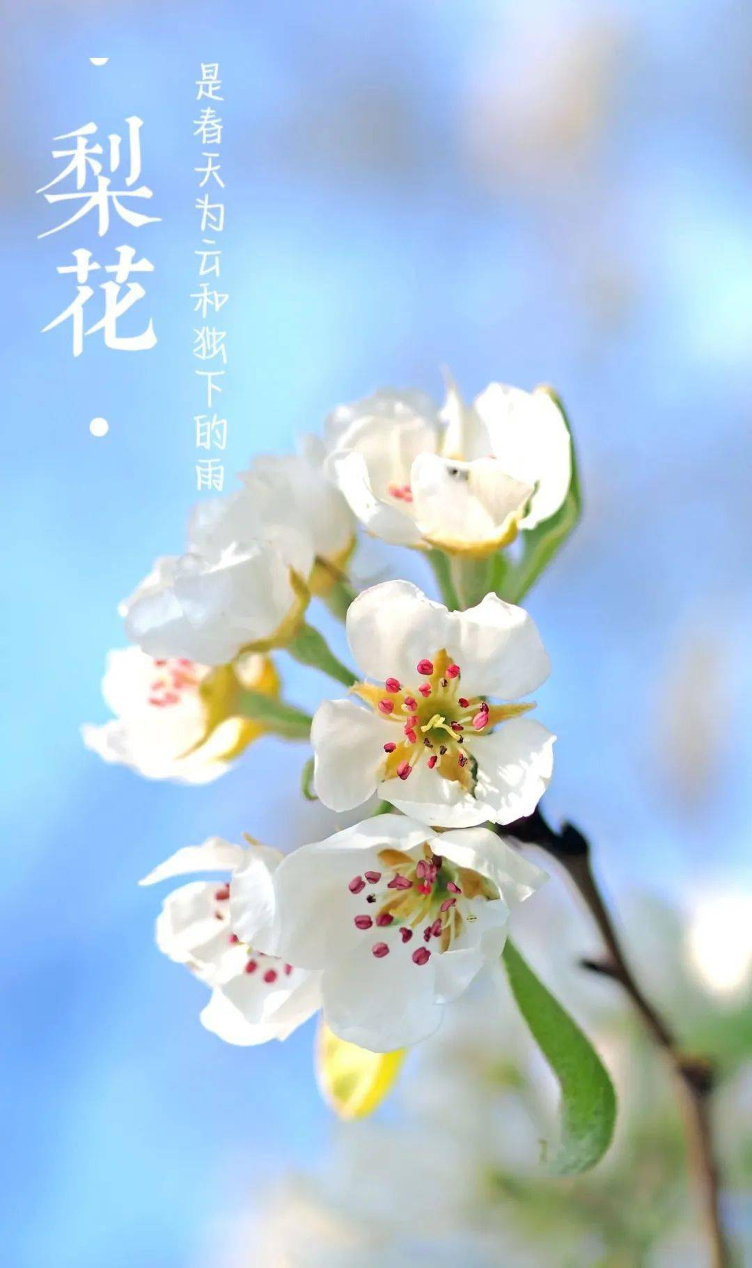 細雨不減春意點點梨花雨