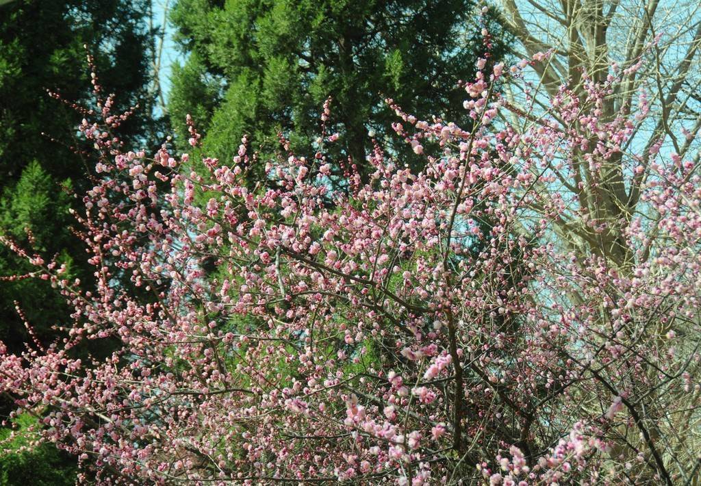 北京紫竹院公園春花爛漫景緻美