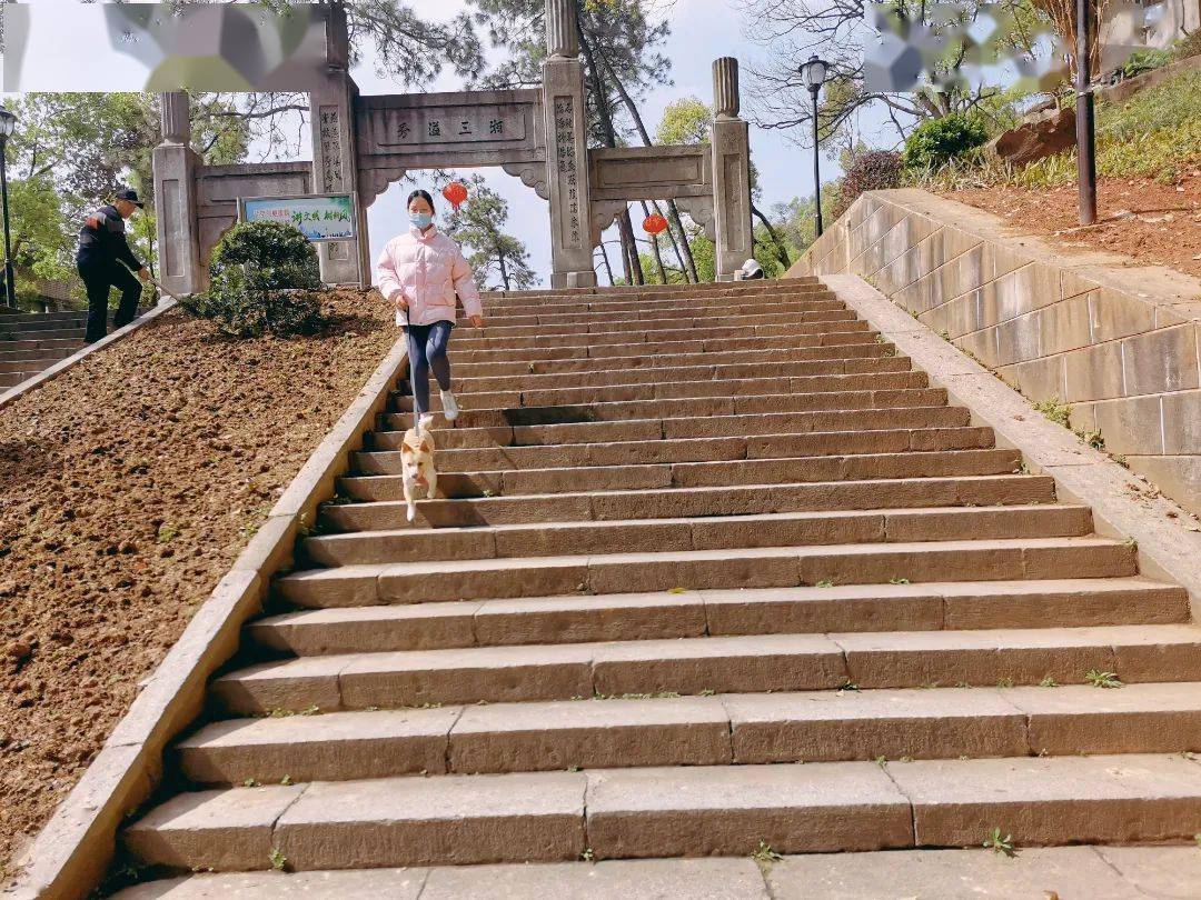 【週末去哪兒】石峰公園的櫻花開了_株洲_惠民_景區