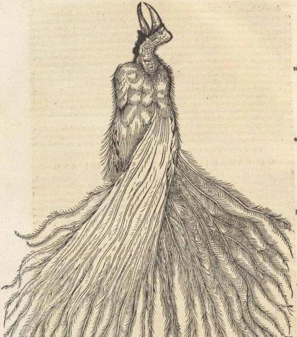 那只患有抑郁症的无脚鸟用生命亲吻了大地