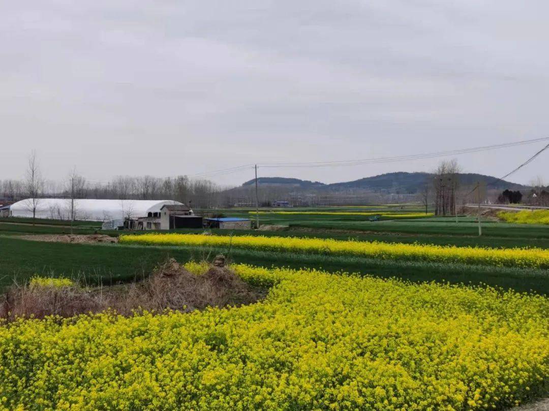 山河无恙舞春风一一江苏省邳州戴庄镇乡村即景张可春摄