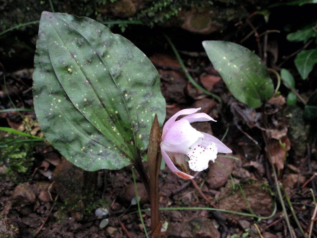 四明山独花兰盛放7朵金花宛若七仙女下凡起舞