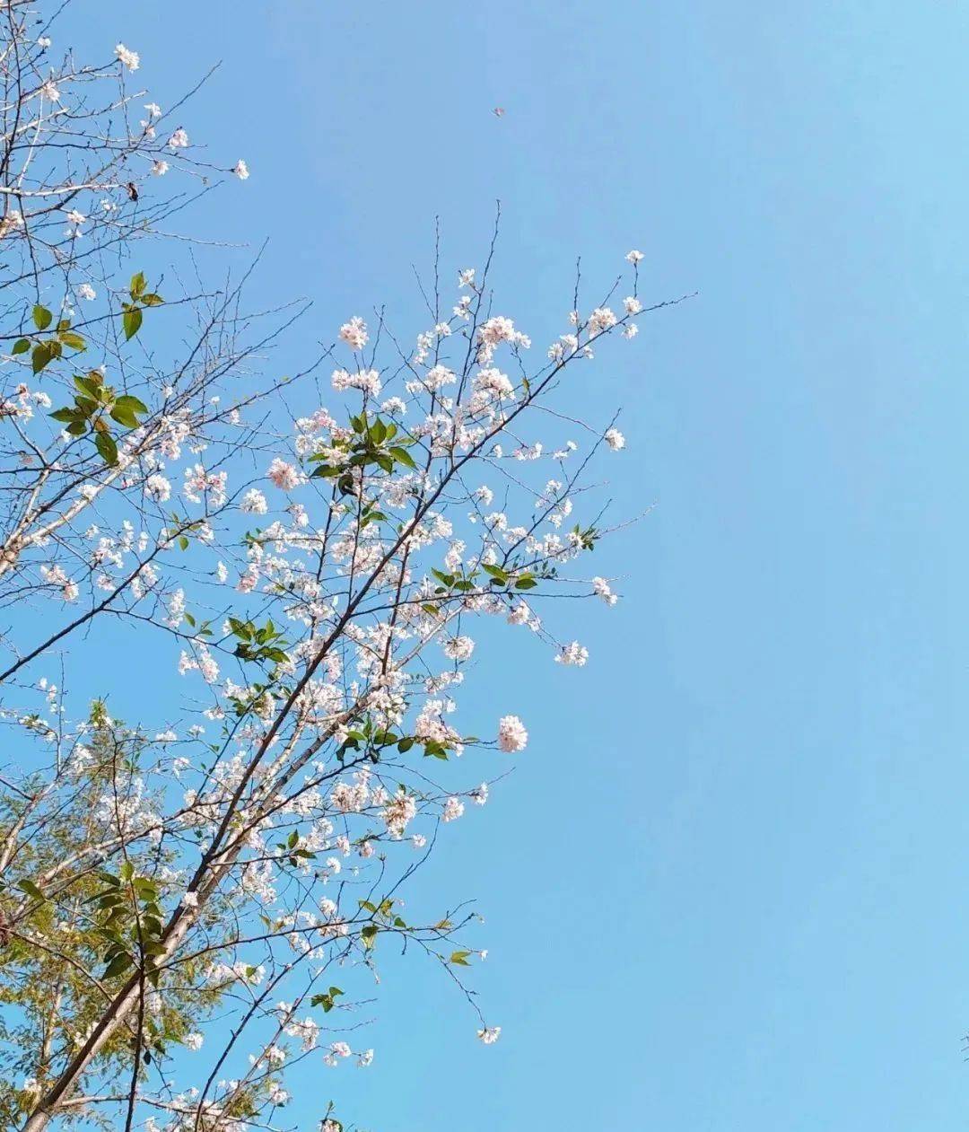 樱花园也是石峰公园的一大特色,此时的樱花已经迎风开放了,一簇簇展开