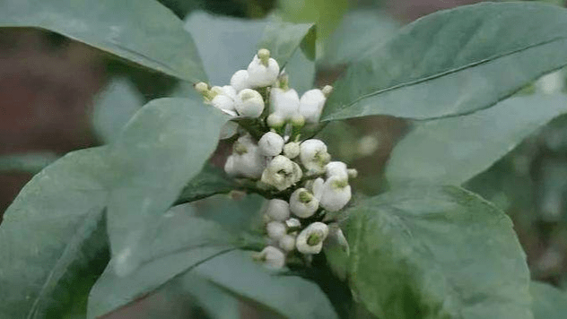 果技精选 柑橘花期这几种营养元素补不够 当心畸形花 生理落果找上门 果实 花果 土壤