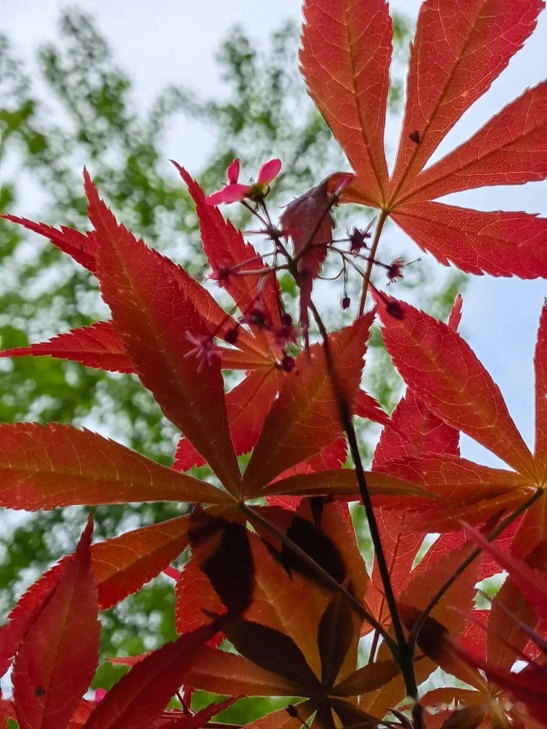 实小怡景之七角枫翅果
