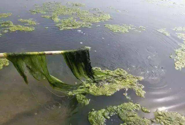 四月大闸蟹池塘青苔爆发杀是不杀